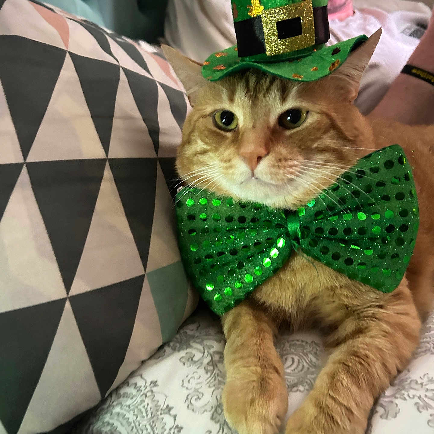 Buddy joined the competition — help win amazing prizes! animal, bedspread, cat, close_up, couch, cute, geometric_pattern, green_bow_tie, green_hat, holiday_costume, indoor, leprechaun_hat, man, orange_tabby, patterned_bedspread, pet, pet_costume, pillow, portrait, relaxing