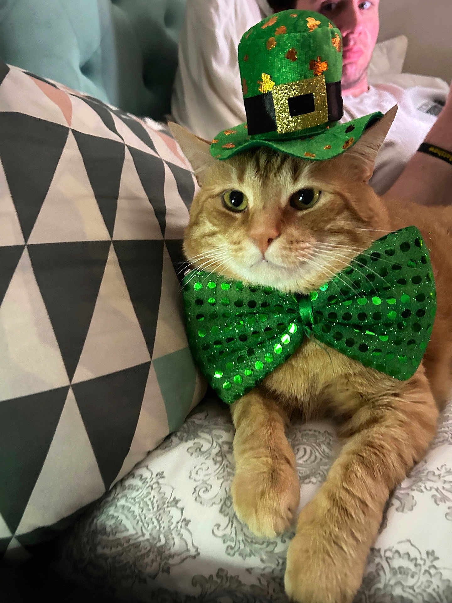 Buddy joined the competition — help win amazing prizes! cat, orange_tabby, green_bow_tie, green_hat, leprechaun_hat, pet_costume, bedspread, patterned_bedspread, couch, pillow, geometric_pattern, man, relaxing, indoor, close_up, pet, animal, cute, holiday_costume, portrait