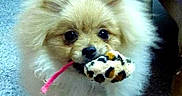 Iochi participe au concours pour gagner de l'argent avec cette photo :