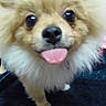 Iochi participe au concours pour gagner de l'argent avec cette photo :
