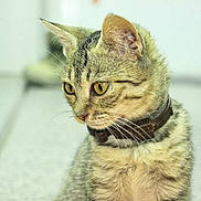 Koopa participe au concours pour gagner de l'argent avec cette photo :