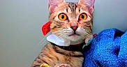 Koopa participe au concours pour gagner de l'argent avec cette photo :