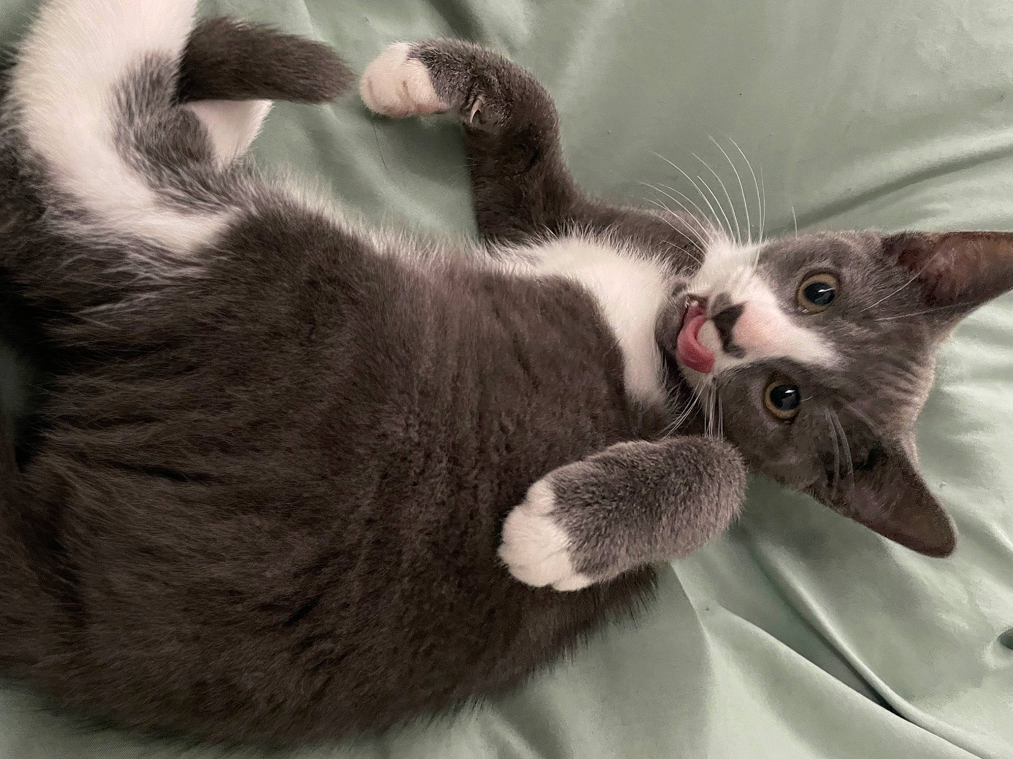 Atlas is registered to the contest to win money with this photo: black_cat, carmine, carnivore, cat, claw, comfort, domestic_short_haired_cat, ear, felidae, fur, grey, paw, small_to_medium_sized_cats, tail, whiskers, yawn