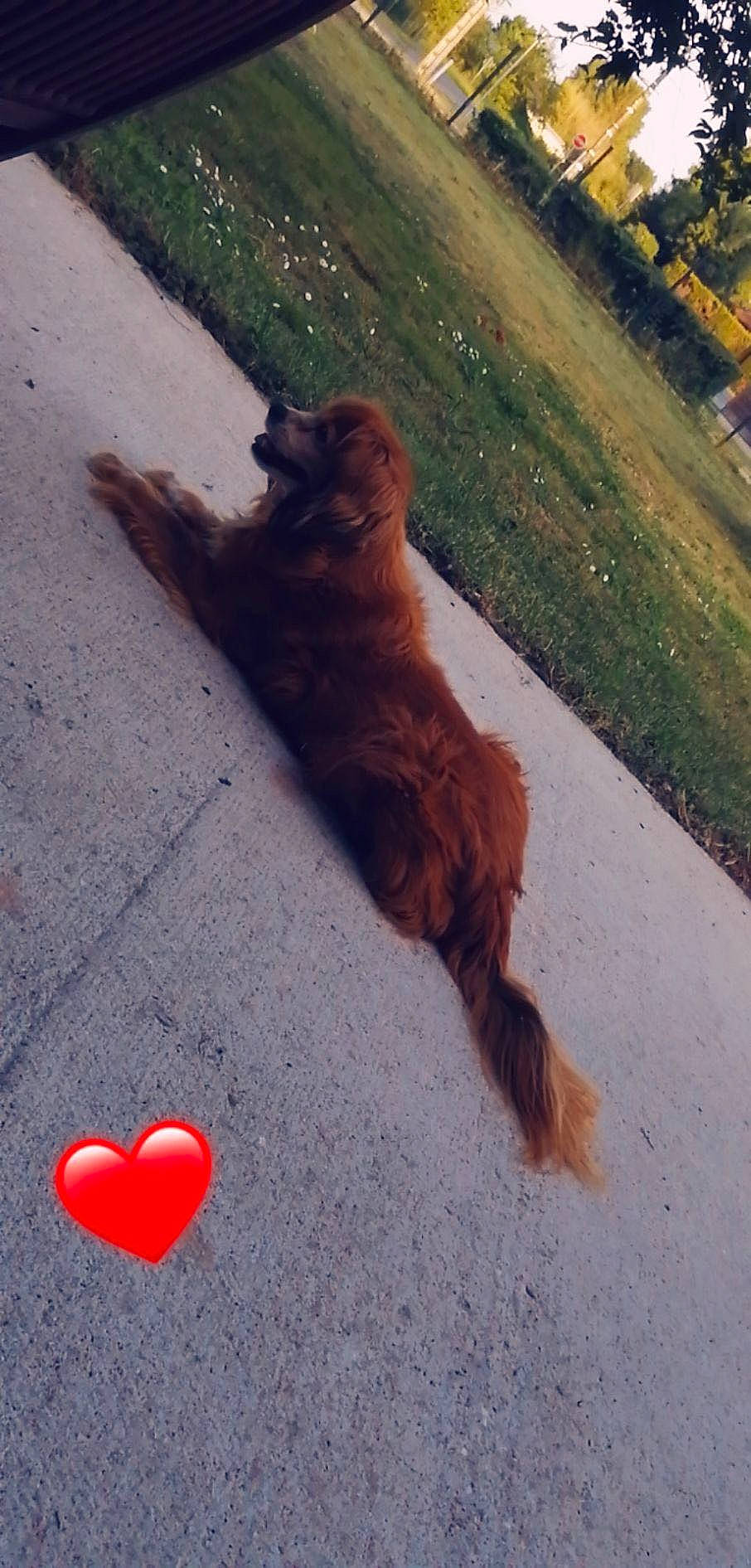 Daphnée participe au concours pour gagner de l'argent avec cette photo : asphalt, carnivore, cat, companion_dog, dog_breed, fawn, felidae, grass, human_leg, leash, line, mammal, road_surface, sidewalk, small_to_medium_sized_cats, snout, sporting_group, tail, tints_and_shades, whiskers