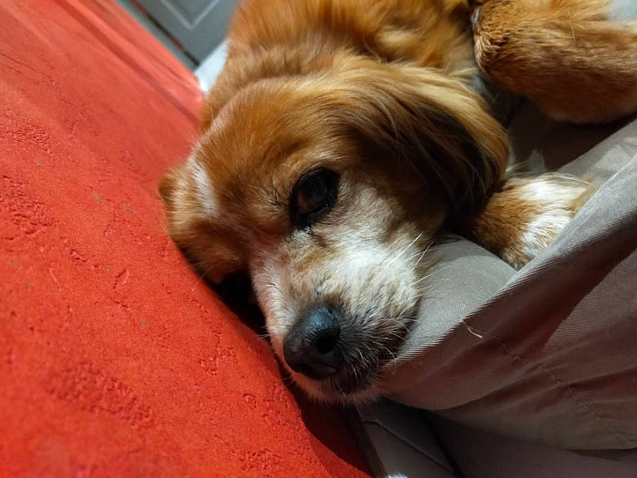 Daphnée participe au concours pour gagner de l'argent avec cette photo : canidae, carnivore, cavalier_king_charles_spaniel, companion_dog, dog, dog_breed, fawn, fur, liver, puppy, puppy_love, spaniel, sporting_group, terrestrial_animal, terrier, tibetan_spaniel, toy_dog, whiskers, wood, working_animal