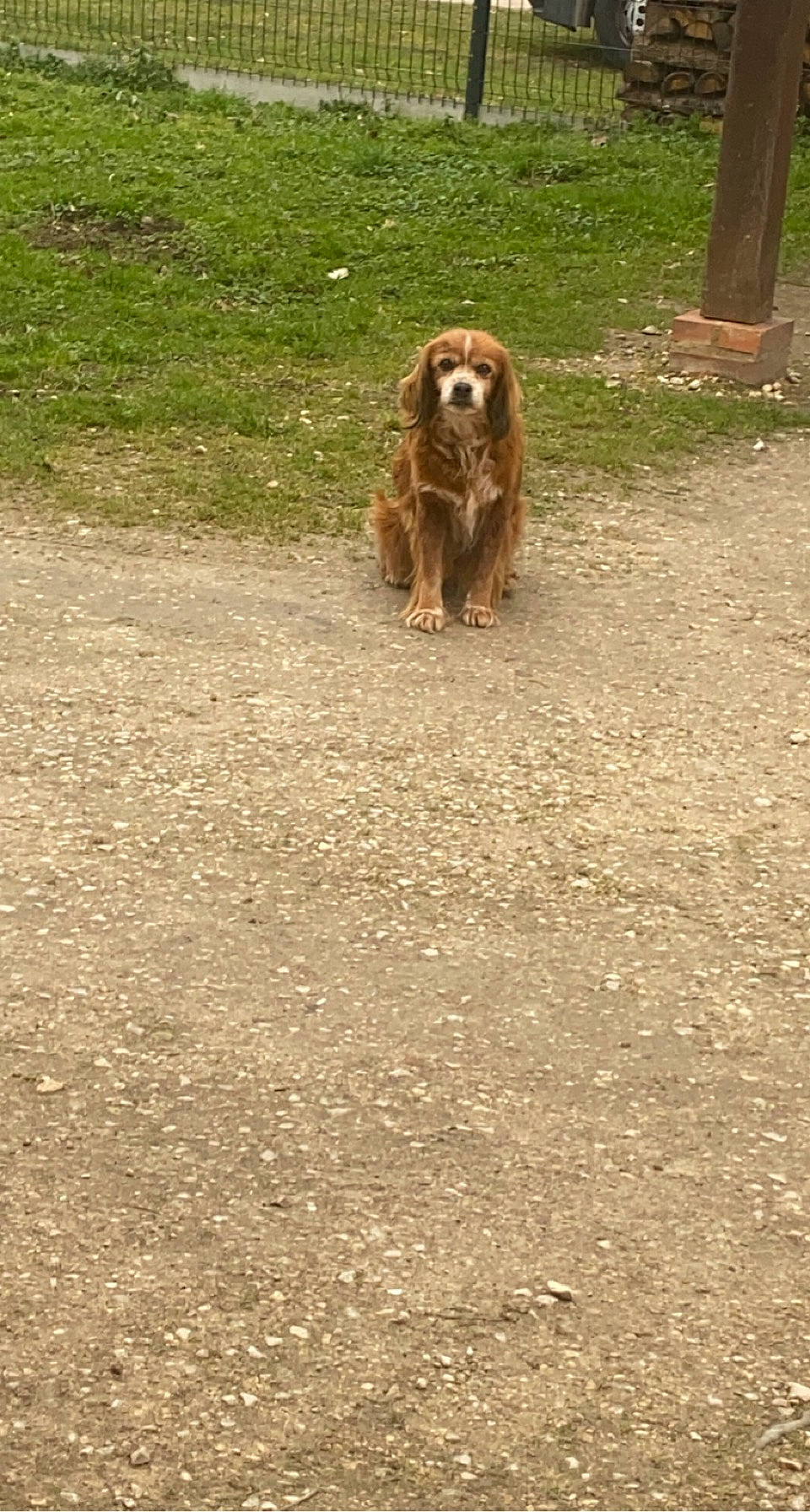 Daphnée participe au concours pour gagner de l'argent avec cette photo : asphalt, canidae, carnivore, cavalier_king_charles_spaniel, companion_dog, dog, dog_breed, fawn, fur, grass, gun_dog, irish_red_and_white_setter, king_charles_spaniel, liver, road_surface, snout, soil, sporting_group, tail, terrestrial_animal