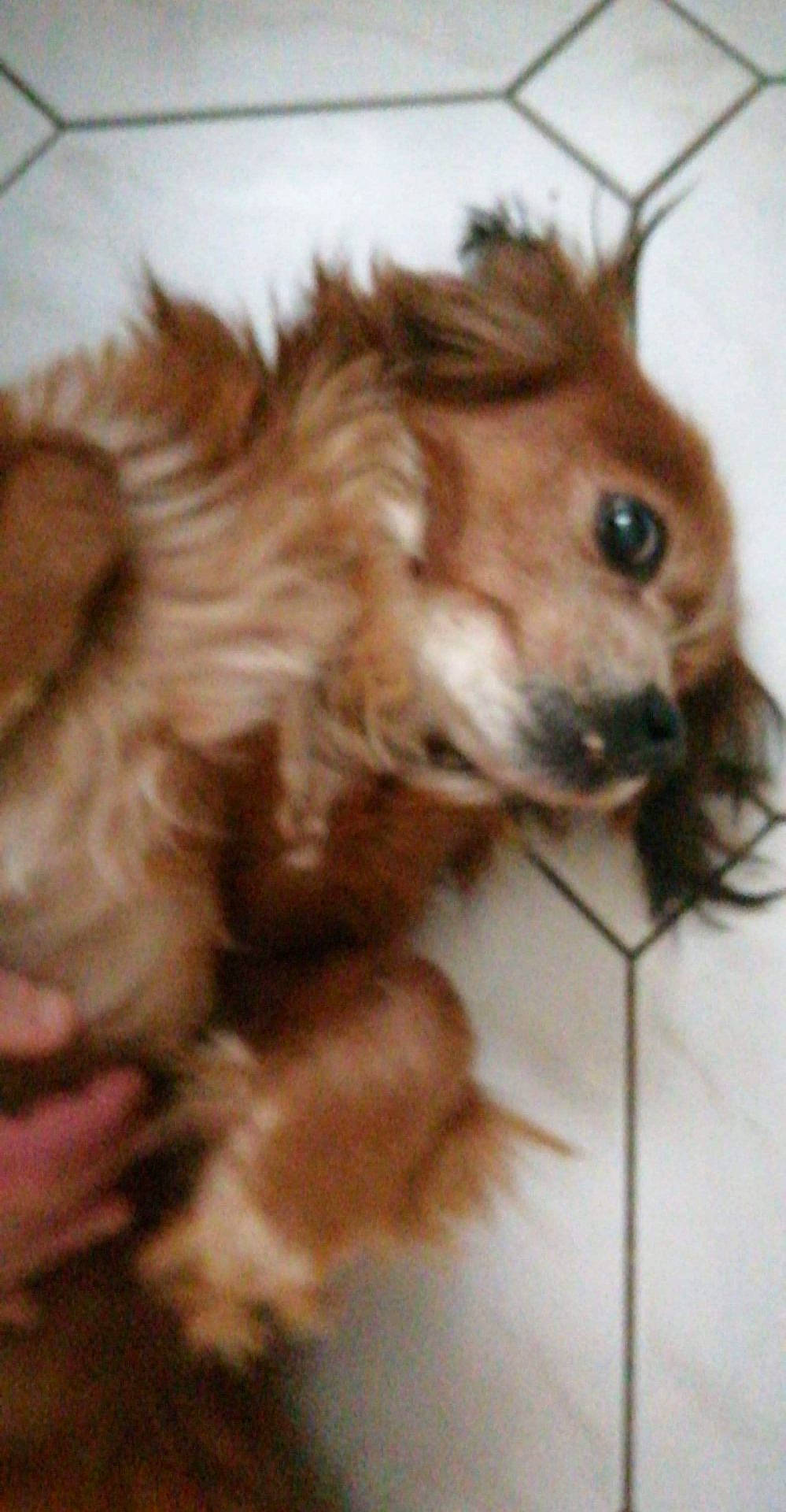 Daphnée a rejoint le concours — aidez-le/la à gagner de superbes lots ! canidae, carnivore, companion_dog, dog, dog_breed, dog_supply, ear, fawn, fur, liver, maltepoo, paw, puppy_love, small_terrier, snout, sporting_group, terrier, toy_dog, whiskers, working_animal