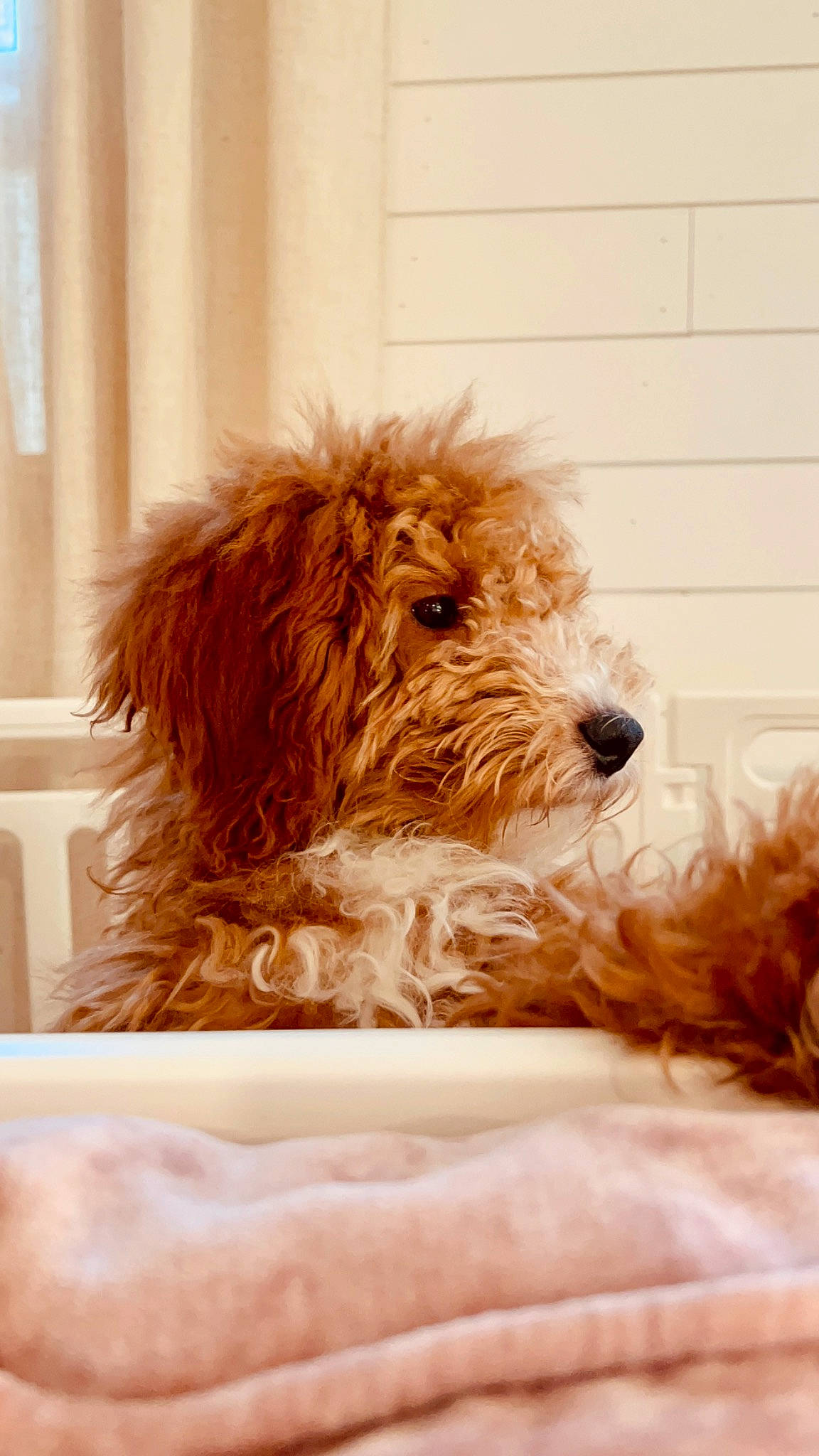 Ellie joined the competition — help win amazing prizes! canidae, carnivore, comfort, companion_dog, dog, dog_breed, dog_collar, dog_supply, fawn, flooring, fur, hardwood, liver, pet_supply, snout, sporting_group, terrier, water_dog, wood, working_animal