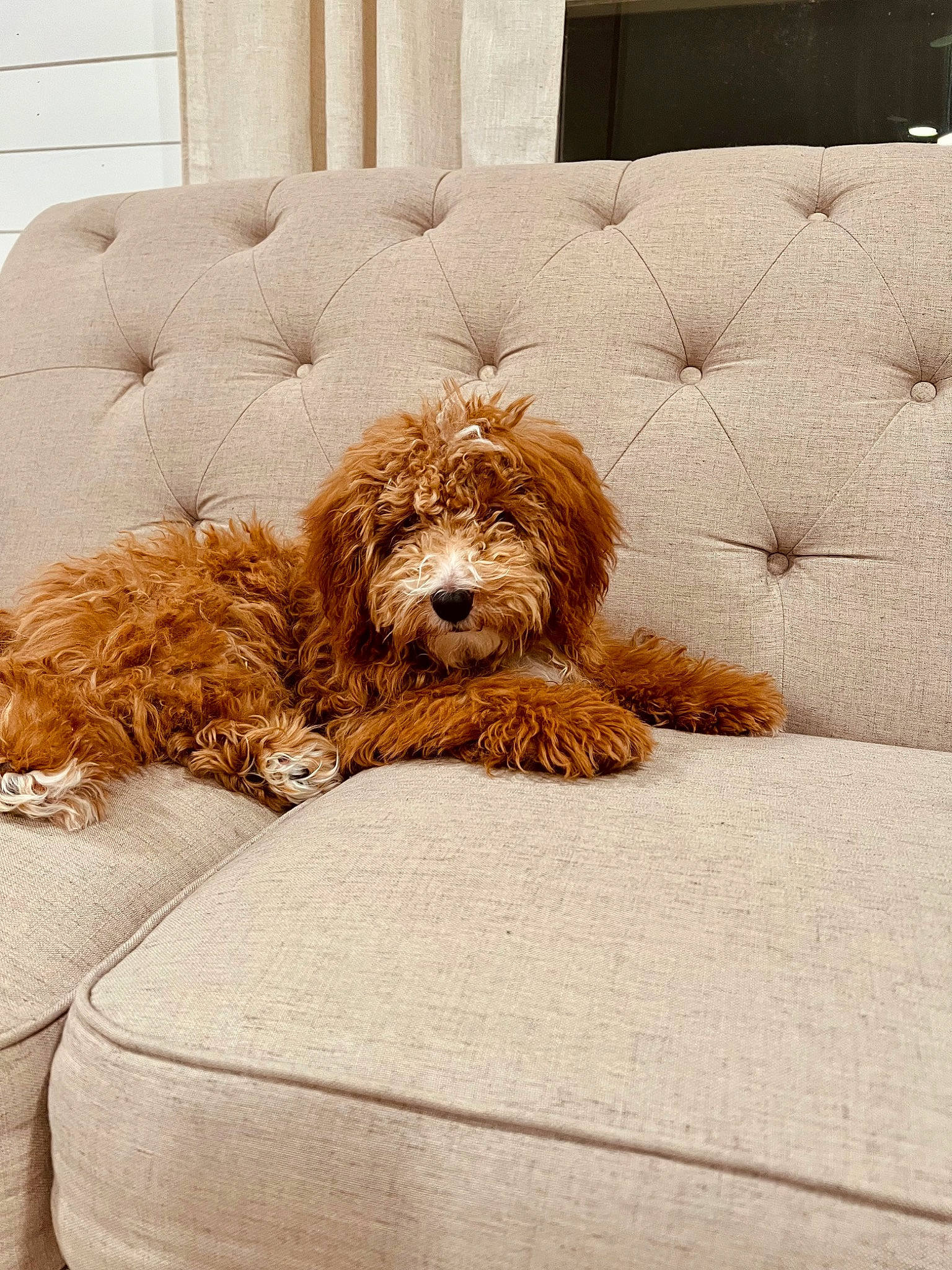 Ellie joined the competition — help win amazing prizes! carnivore, comfort, companion_dog, couch, dog, dog_breed, dog_supply, fawn, fur, hardwood, liver, living_room, pet_supply, pillow, rectangle, room, sporting_group, water_dog, wood, working_animal