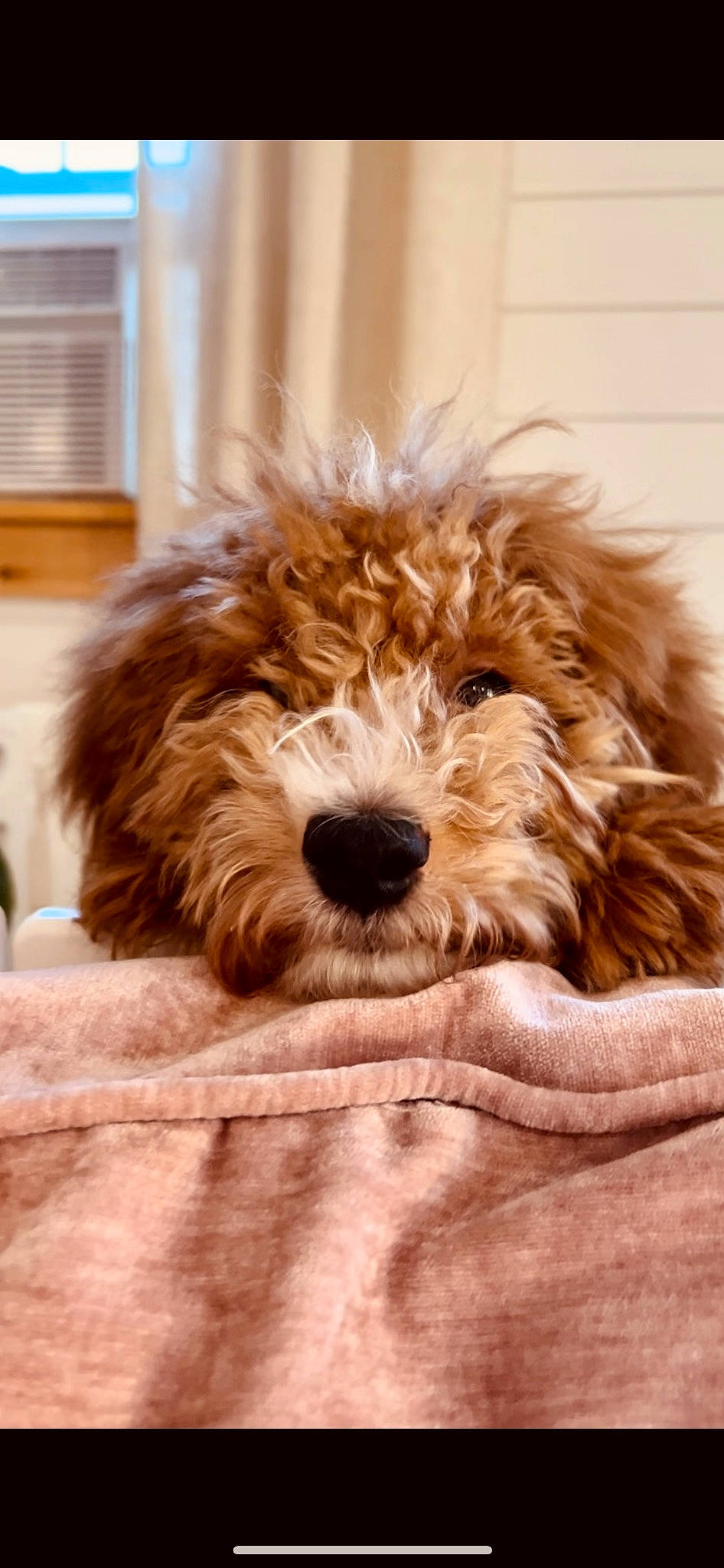 Ellie joined the competition — help win amazing prizes! canidae, carnivore, companion_dog, dog, dog_breed, fur, labradoodle, liver, maltepoo, poodle_crossbreed, small_terrier, snout, sporting_group, terrestrial_animal, terrier, toy_dog, water_dog, wood, working_animal, yorkipoo