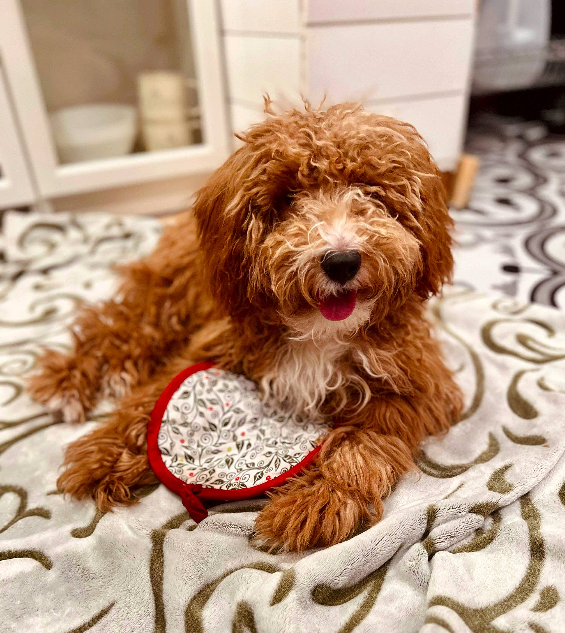 Ellie joined the competition — help win amazing prizes! animal_feed, carnivore, companion_dog, dog, dog_breed, dog_supply, flooring, fur, liver, pet_food, recipe, serveware, sporting_group, terrier, toy_dog, water_dog
