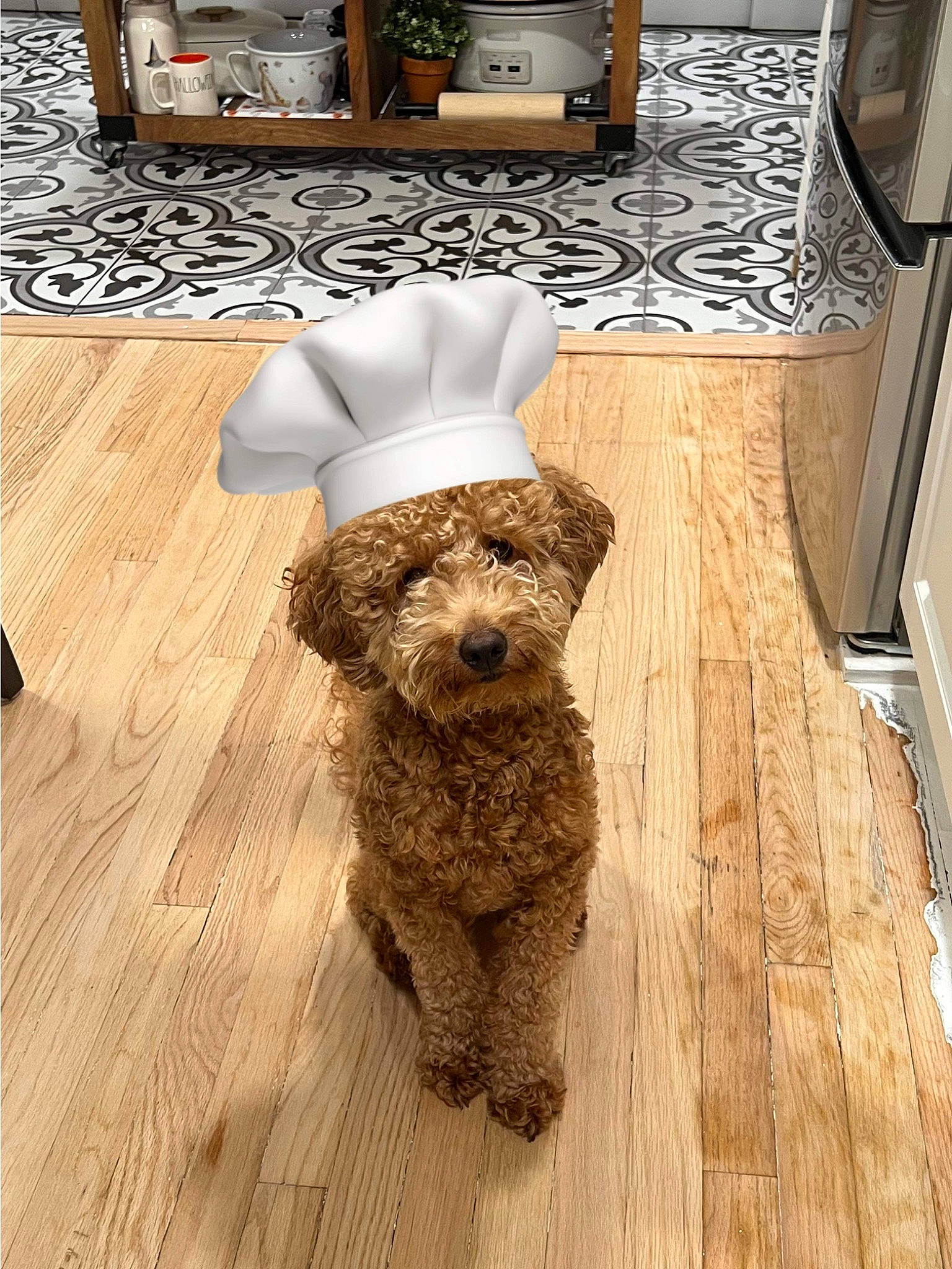 Autumn joined the competition — help win amazing prizes! cabinetry, carnivore, chair, companion_dog, countertop, dog, dog_breed, fawn, floor, flooring, hardwood, kitchen_appliance, laminate_flooring, poodle, toy_dog, water_dog, wood, wood_flooring, wood_stain, working_animal