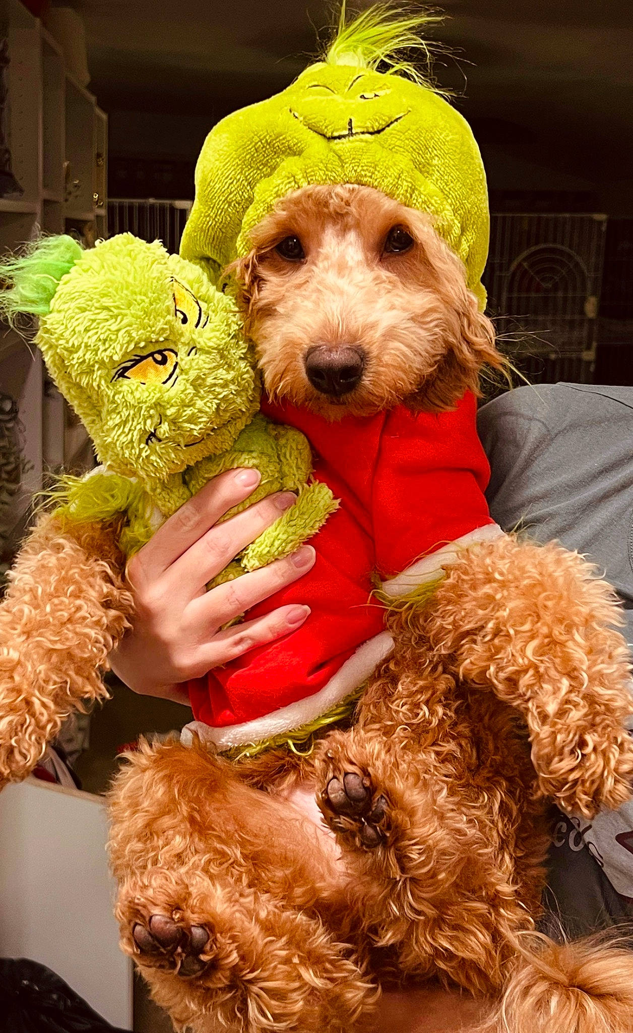 Autumn joined the competition — help win amazing prizes! canidae, carnivore, companion_dog, dog, dog_breed, dog_clothes, dog_supply, event, fur, hat, mammal, natural_material, plush, stuffed_toy, terrier, toy, toy_dog, vertebrate, working_animal, yellow