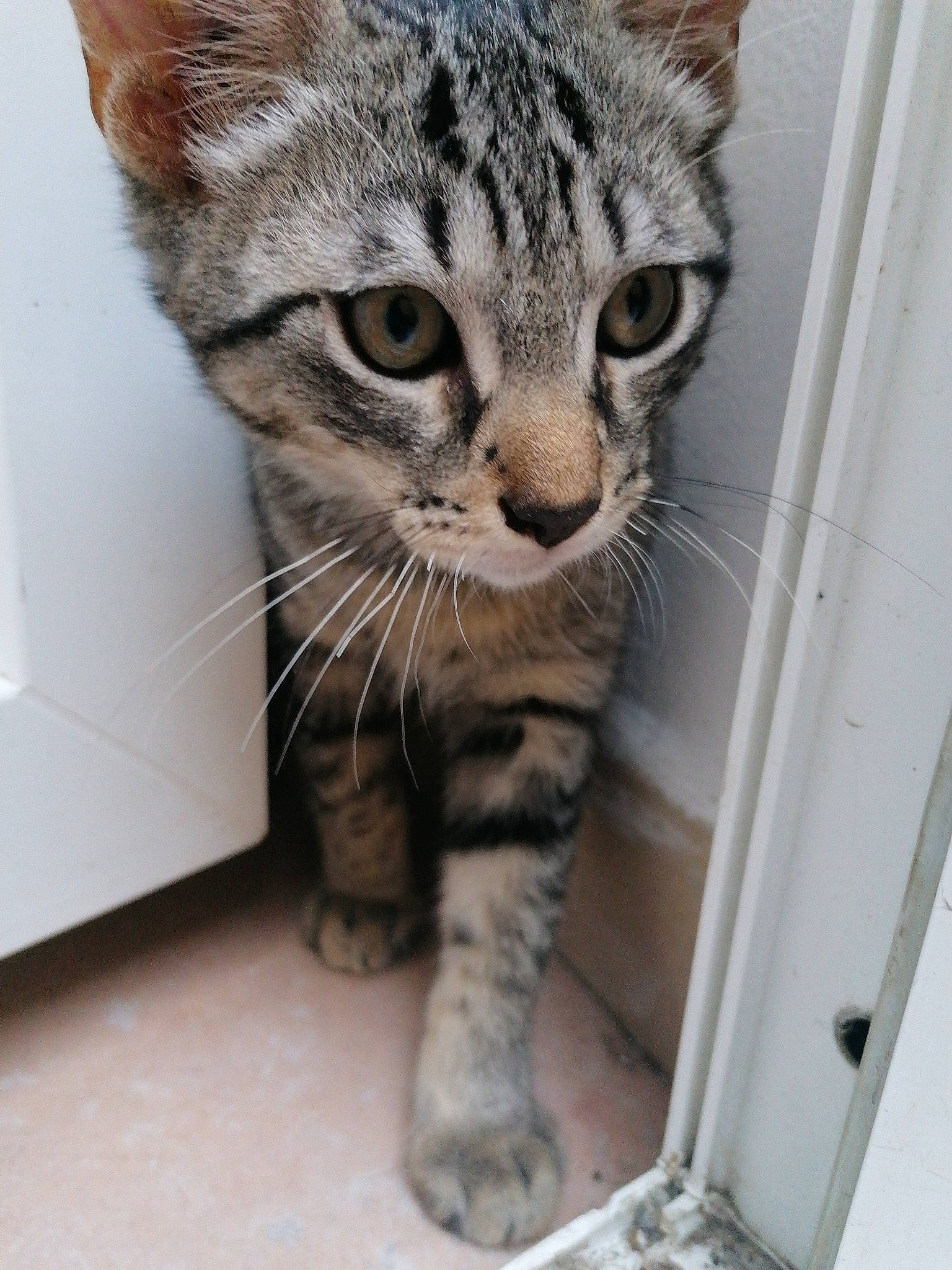 Banzay a rejoint le concours — aidez-le/la à gagner de superbes lots ! aegean_cat, american_shorthair, asian, australian_mist, carnivore, cat, domestic_short_haired_cat, dragon_li, egyptian_mau, european_shorthair, felidae, kitten, mammal, ocicat, polydactyl_cat, small_to_medium_sized_cats, snout, tabby_cat, vertebrate, whiskers