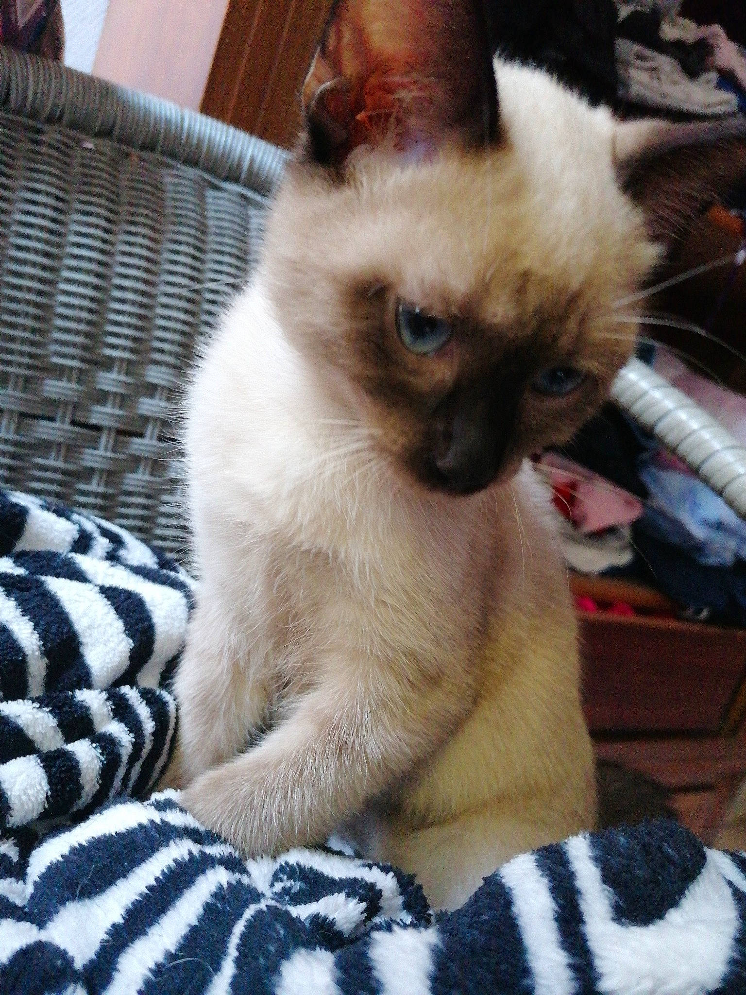 Jarko a rejoint le concours — aidez-le/la à gagner de superbes lots ! asian, balinese, birman, carnivore, cat, colorpoint_shorthair, eye, fawn, felidae, himalayan, javanese, kitten, mammal, ragdoll, siamese, small_to_medium_sized_cats, thai, tonkinese, vertebrate, whiskers