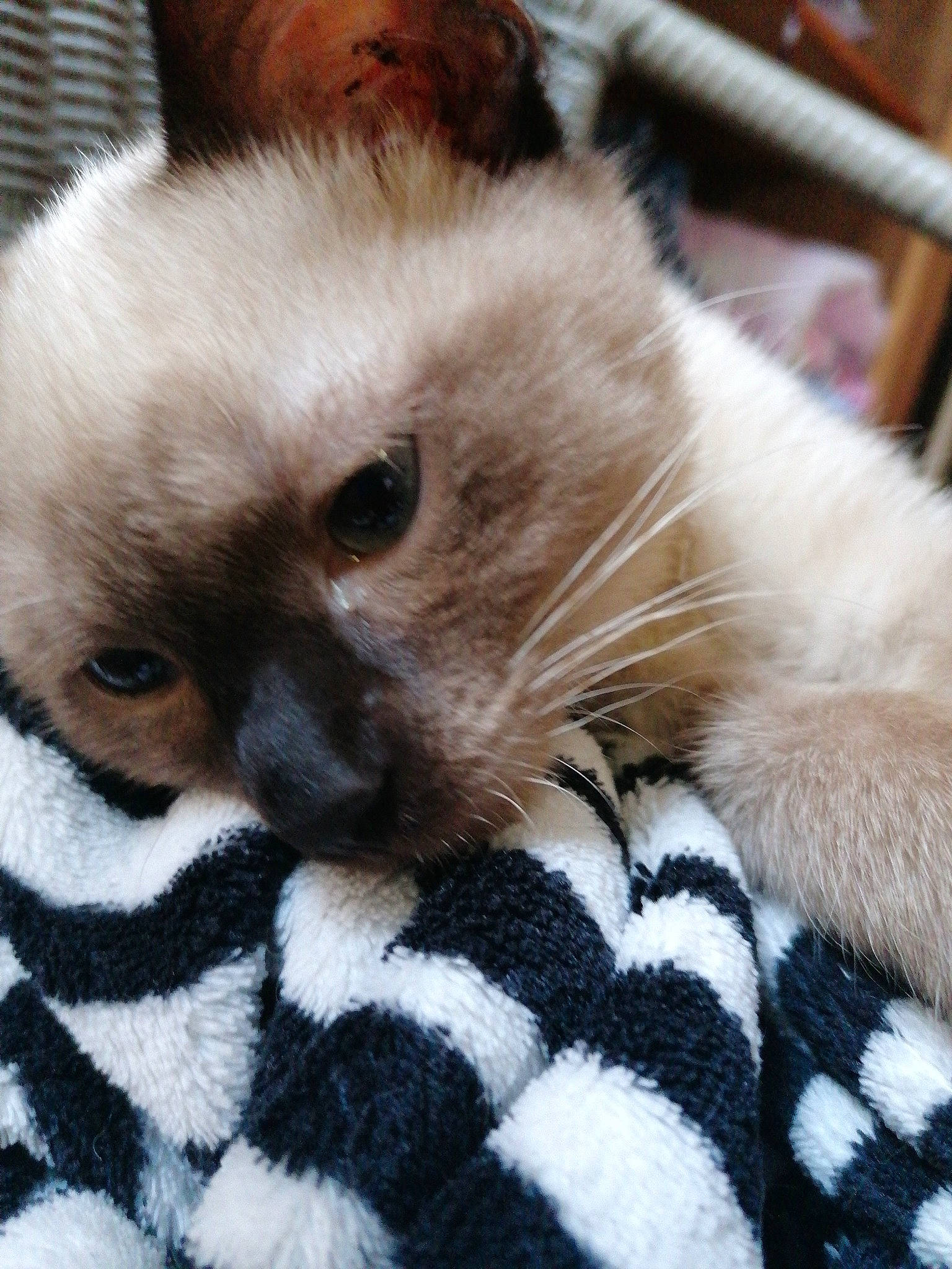 Jarko participe au concours pour gagner de l'argent avec cette photo : asian, birman, carnivore, cat, claw, colorpoint_shorthair, fawn, felidae, fur, himalayan, kitten, mammal, paw, ragdoll, small_to_medium_sized_cats, snout, thai, whiskers