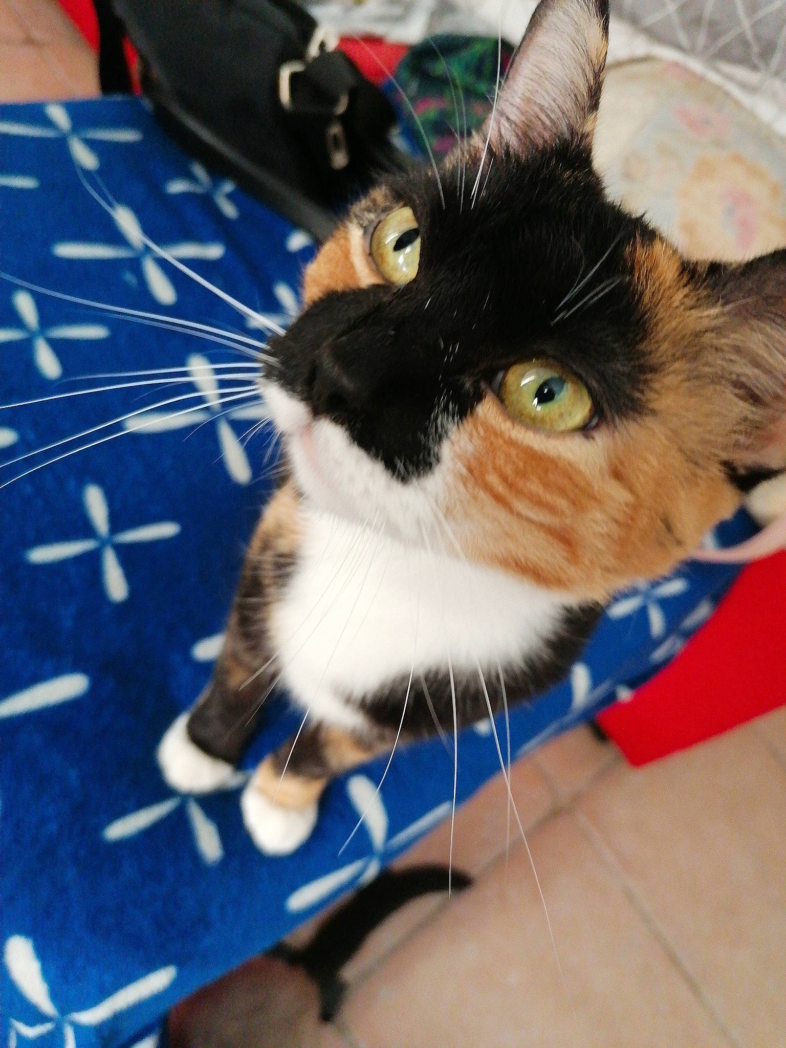 Nikita a rejoint le concours — aidez-le/la à gagner de superbes lots ! carnivore, cat, claw, domestic_short_haired_cat, ear, european_shorthair, fawn, felidae, fur, kitten, mammal, polydactyl_cat, small_to_medium_sized_cats, whiskers