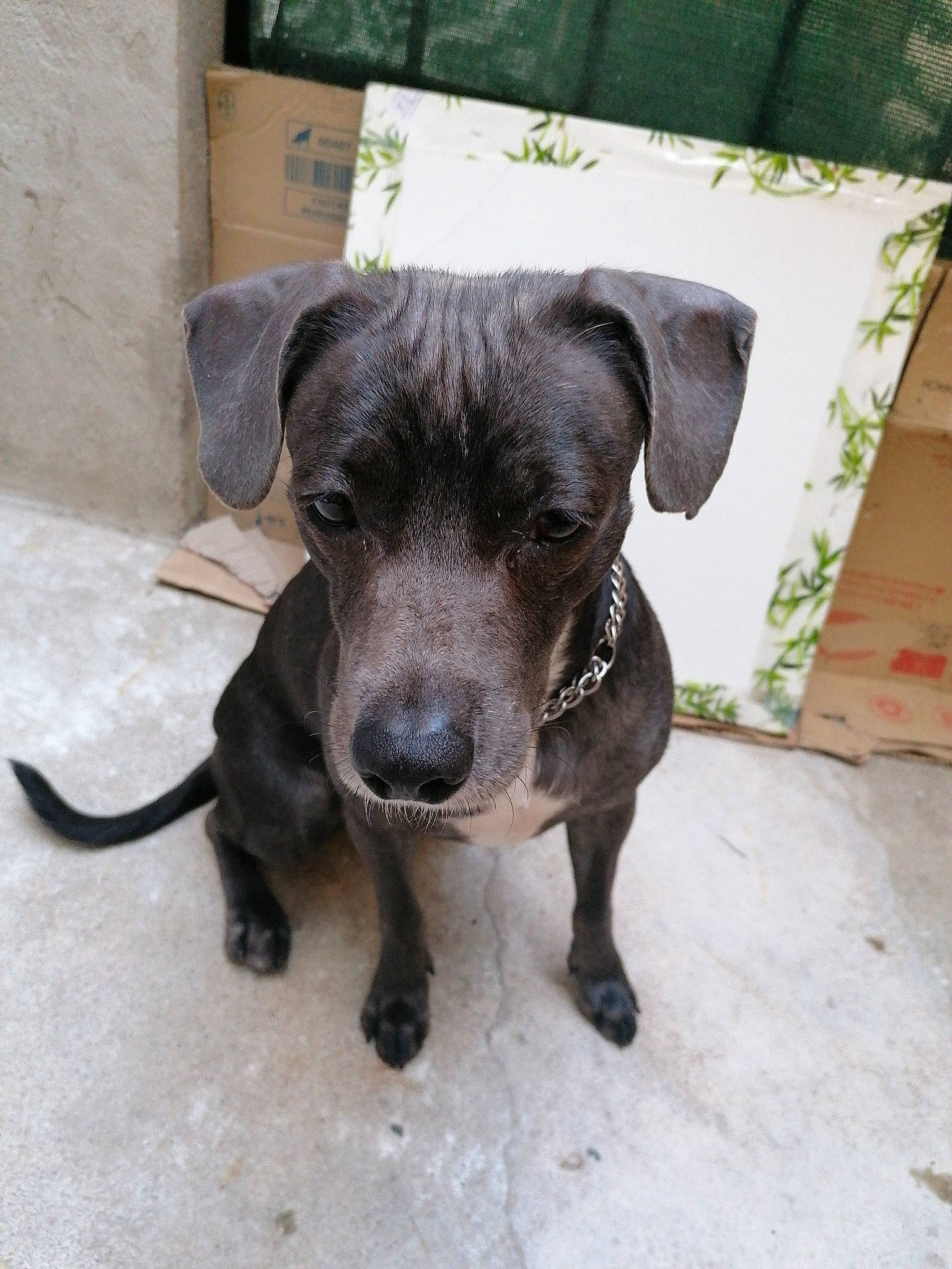 Kara participe au concours pour gagner de l'argent avec cette photo : american_pit_bull_terrier, canidae, carnivore, dog, dog_breed, fawn, mammal, non_sporting_group, patterdale_terrier, puppy, rare_breed_dog, snout, sporting_group, street_dog, vertebrate