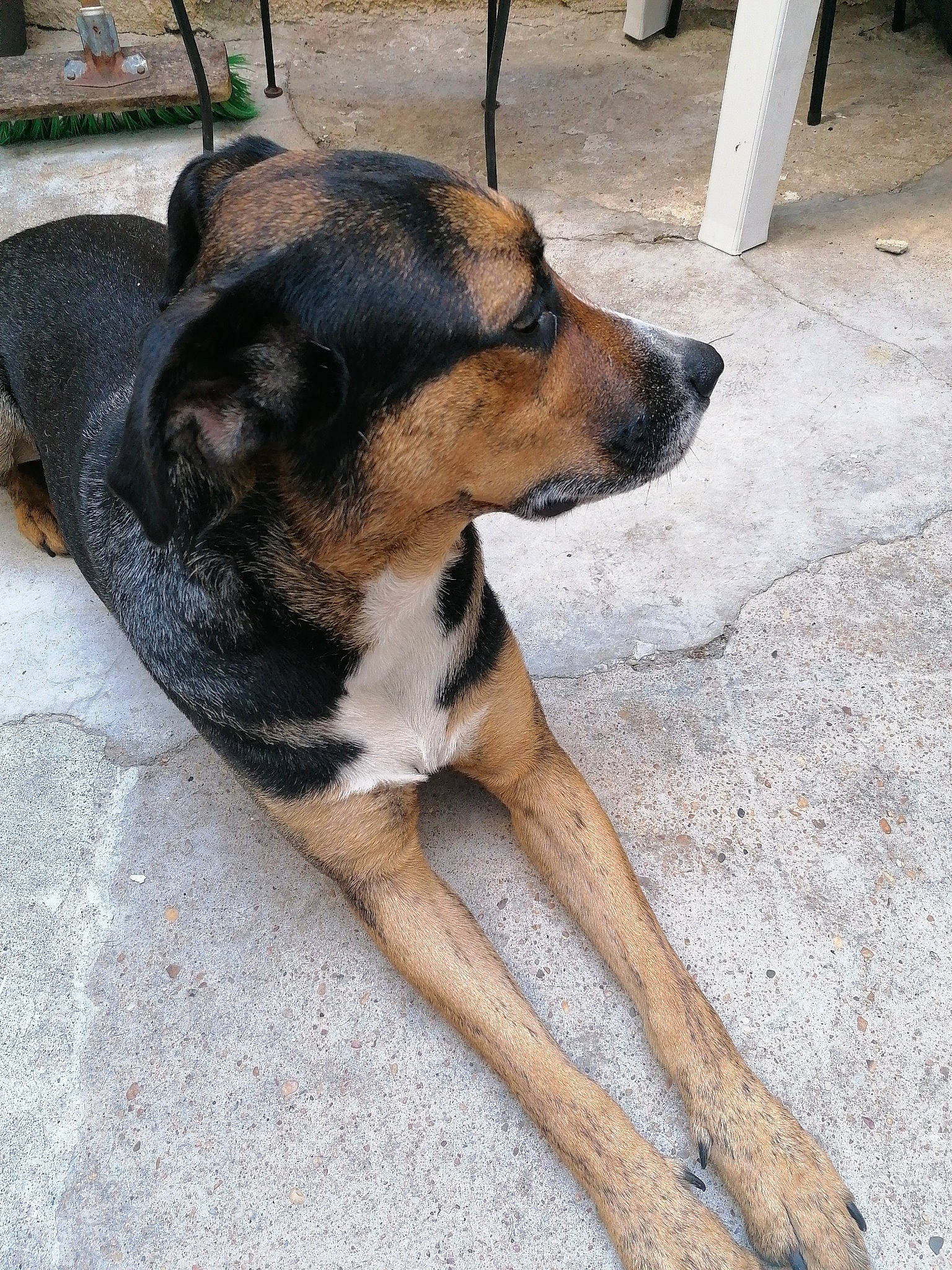 Paco a rejoint le concours — aidez-le/la à gagner de superbes lots ! black_and_tan_terrier, canidae, carnivore, collar, dog, dog_breed, fawn, mammal, potcake_dog, rare_breed_dog, snout, street_dog, vertebrate