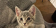 Bonnie joined the competition — help win amazing prizes! animal, blanket, cat, cozy, curious, cute, domestic_cat, ears, feline, fur, gray_tabby, indoor, kitten, paws, pet, relaxing, stretching, whiskers, wooden_floor, young_animal