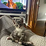 Bonnie joined the competition — help win amazing prizes! animal, blanket, cat, cozy, curious, cute, door, floor, furniture, gray_tabby, home, indoor, kitten, living_room, pet, portrait, relaxing, television, woman, wood_floor