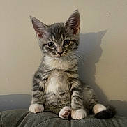 Bonnie joined the competition — help win amazing prizes! animal, cat, curious, cute, ears, feline, gray_tabby, indoor, kitten, pet, shadow, sitting, small, tail, texture, wall, whiskers, white_chest, white_paws, young