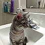cat, kitten, sink, bathroom, gray_tabby, pet, curious, domestic_animal, feline, fur, whiskers, ears, eyes, tap, soap_dispenser, shampoo_bottle, clean, mirror, countertop, household