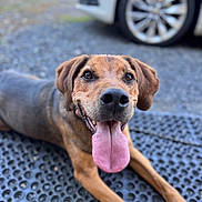 Moka a rejoint le concours — aidez-le/la à gagner de superbes lots ! animal, black_nose, brown_fur, canine, car, close_up, daylight, dog, friendly, happy, laying_down, mat, outdoor, paw, pet, playful, portrait, summer, tongue_out, wheel