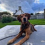 alert, animal, backyard, canine, clouds, concrete, curious, dog, ears, fur, grass, house, landscape, leash, nature, outdoor, paws, pet, resting, sky