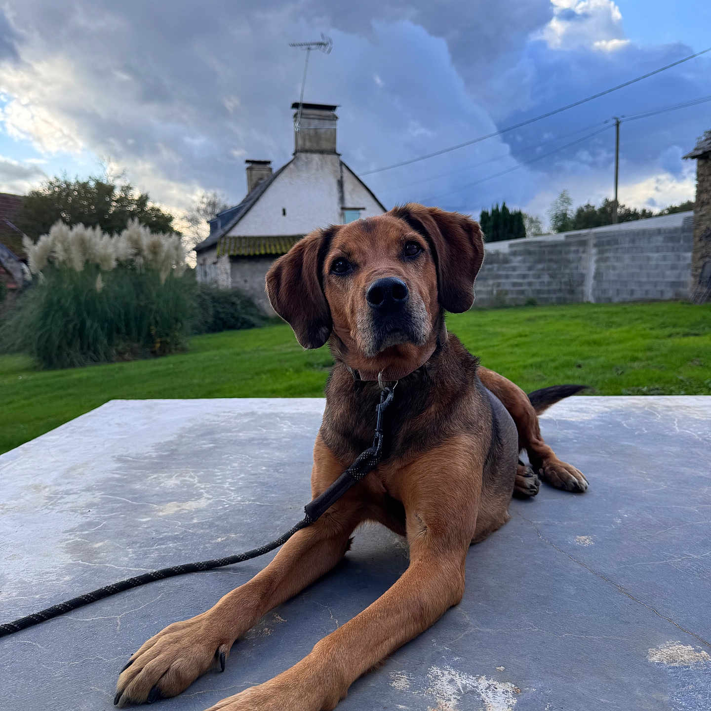 Moka a rejoint le concours — aidez-le/la à gagner de superbes lots ! alert, animal, backyard, canine, clouds, concrete, curious, dog, ears, fur, grass, house, landscape, leash, nature, outdoor, paws, pet, resting, sky