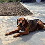 animal, brown_dog, canine, chew_toy, collar, concrete, dog, ears, fur, garden, leash, lying_down, outdoor, patio, pavement, pet, relaxed, snout, stone_wall, sunlight