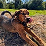 Moka participe au concours pour gagner de l'argent avec cette photo : animal, brown, canine, collar, daytime, dog, ears, field, grass, happy, leash, nature, outdoor, pet, playful, sky, stretching, sunlight, tongue, tree