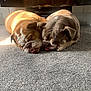 bulldog, dog, sleeping, carpet, indoor, sunlight, pet, cozy, cute, animal, companion, resting, fur, tongue, face, paw, snuggle, domestic, mammal, quiet