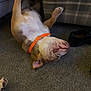 dog, orange_collar, carpet, indoor, relaxed, lying_down, paw, furniture, plaid, shoe, pet, canine, domestic_animal, brown_and_white, sleepy, cozy, floor, resting, household, pet_collar