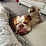 dog, bulldog, sleeping, couch, blanket, living_room, pet, relaxing, fur, indoor, carpet, pillow, home, cozy, resting, animal, companion, cute, nap, furniture