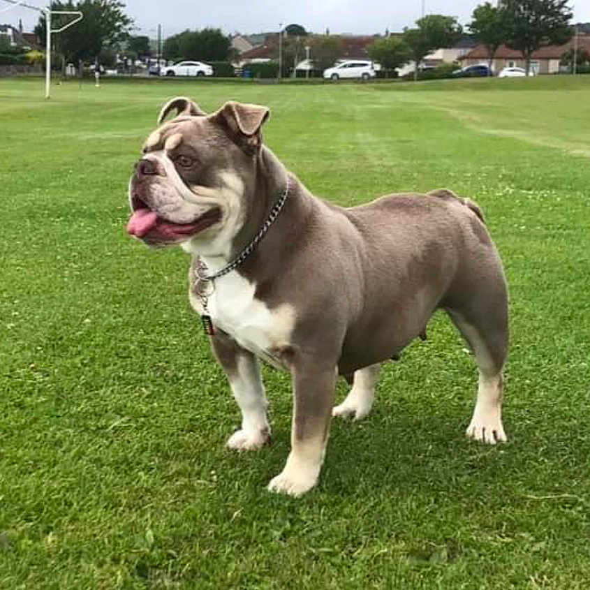 Nala