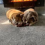 Nala joined the competition — help win amazing prizes! animal, brown_dog, bulldog, carpet, companions, cozy, cute, cute_pets, dog, fireplace, gray_dog, home, indoor, napping, pets, resting, sleeping, snuggling, two_animals, warm