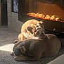 Nala is registered to the contest to win money with this photo: animal, bulldog, carpet, companion, cozy, cute, dog, domestic, fireplace, friendship, home, indoor, pet, relaxing, resting, shadow, sleeping, stone, sunlight, warm