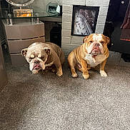 Nala joined the competition — help win amazing prizes! animal, bulldog, carpet, companions, cute, decor, dog, floor, furniture, home, indoor, living_room, mammal, modern, pet, picture_frame, resting, serious_expression, two_dogs, white_brick_wall