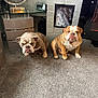animal, bulldog, carpet, companions, cute, decor, dog, floor, furniture, home, indoor, living_room, mammal, modern, pet, picture_frame, resting, serious_expression, two_dogs, white_brick_wall
