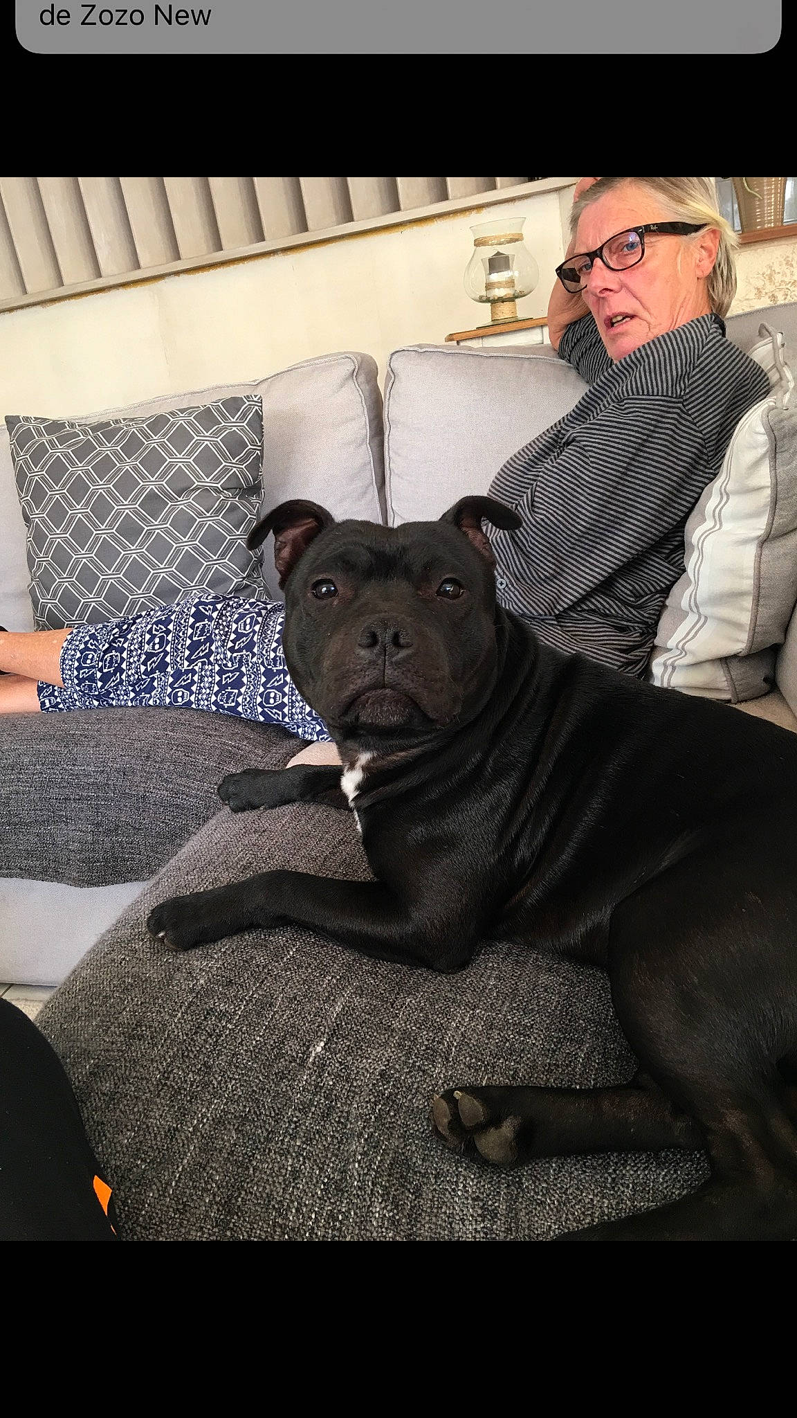 Nours a rejoint le concours — aidez-le/la à gagner de superbes lots ! american_pit_bull_terrier, carnivoran, dog, dog_breed, dog_breed_group, dog_like_mammal, mammal, person, photography, snout, staffordshire_bull_terrier