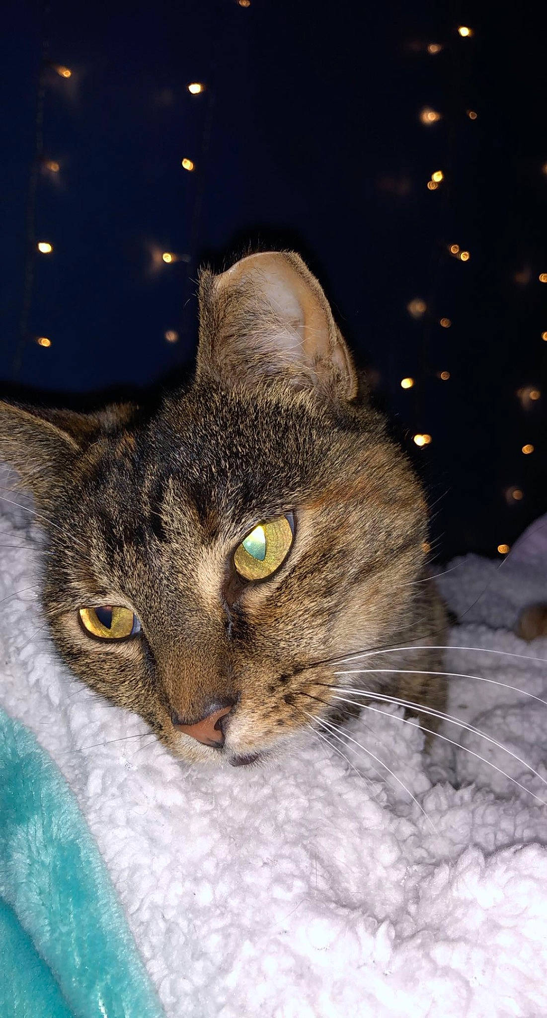 Lily Bear is registered to the contest to win money with this photo: carnivore, cat, domestic_short_haired_cat, event, eye, felidae, freezing, fur, hair, head, human_body, iris, plant, small_to_medium_sized_cats, snout, tree, whiskers, wildlife, window, winter