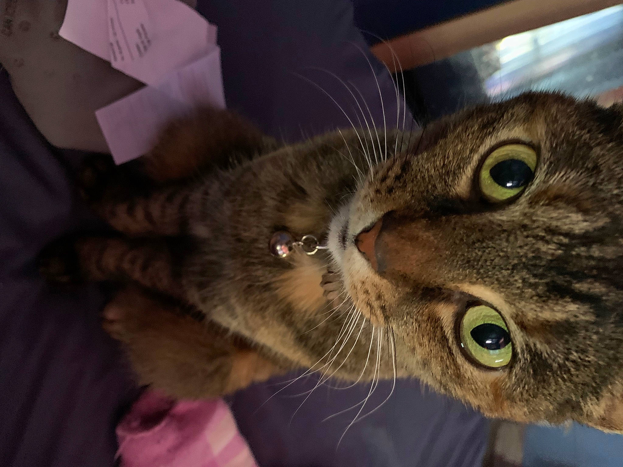 Lily Bear is registered to the contest to win money with this photo: carnivore, cat, comfort, domestic_short_haired_cat, ear, eye, felidae, fur, small_to_medium_sized_cats, snout, whiskers