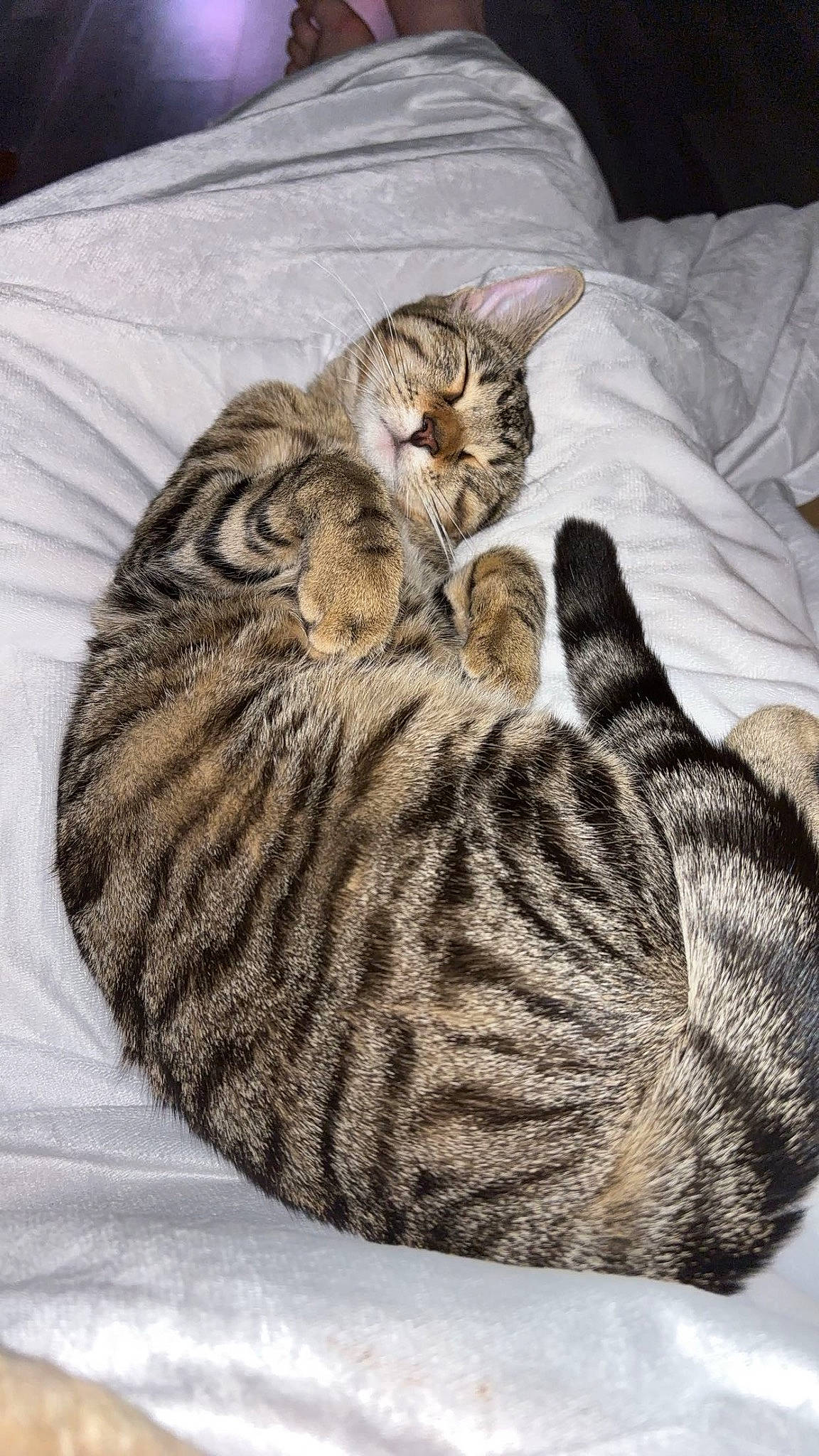 Ivy joined the competition — help win amazing prizes! carnivore, cat, cat_bed, comfort, domestic_short_haired_cat, felidae, fur, grey, pattern, small_to_medium_sized_cats, tail, terrestrial_animal, whiskers