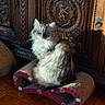 Kikou participe au concours pour gagner de l'argent avec cette photo : beige, brown, carving, cat, feline, floor, fluffy, fur, green_eyes, indoor, ornate, pet, red, relaxed, scratcher, shadow, sitting, sunlight, tile, wooden_furniture