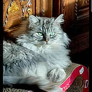 Kikou participe au concours pour gagner de l'argent avec cette photo : cat, fluffy, gray, green_eyes, lounging, cat_scratch, furniture, wooden_background, pet, domestic_animal, cute, relaxed, indoor, fur, whiskers, tail, animal, mammal, portrait, cozy