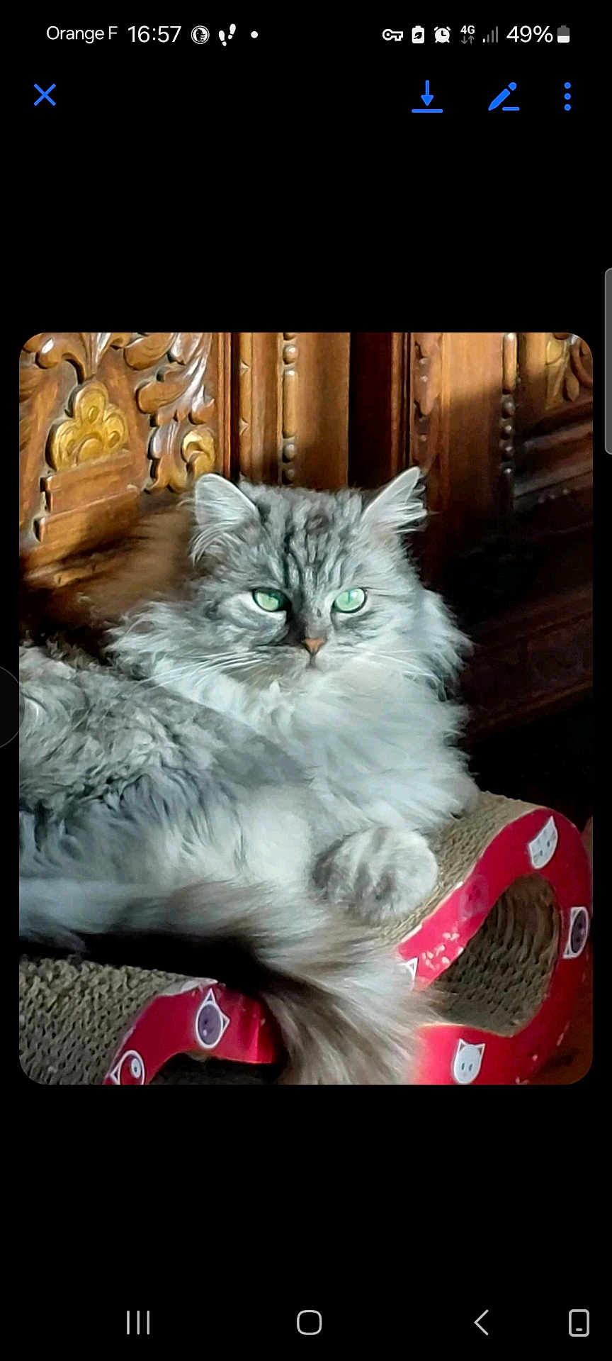 Kikou participe au concours pour gagner de l'argent avec cette photo : cat, fluffy, gray, green_eyes, lounging, cat_scratch, furniture, wooden_background, pet, domestic_animal, cute, relaxed, indoor, fur, whiskers, tail, animal, mammal, portrait, cozy
