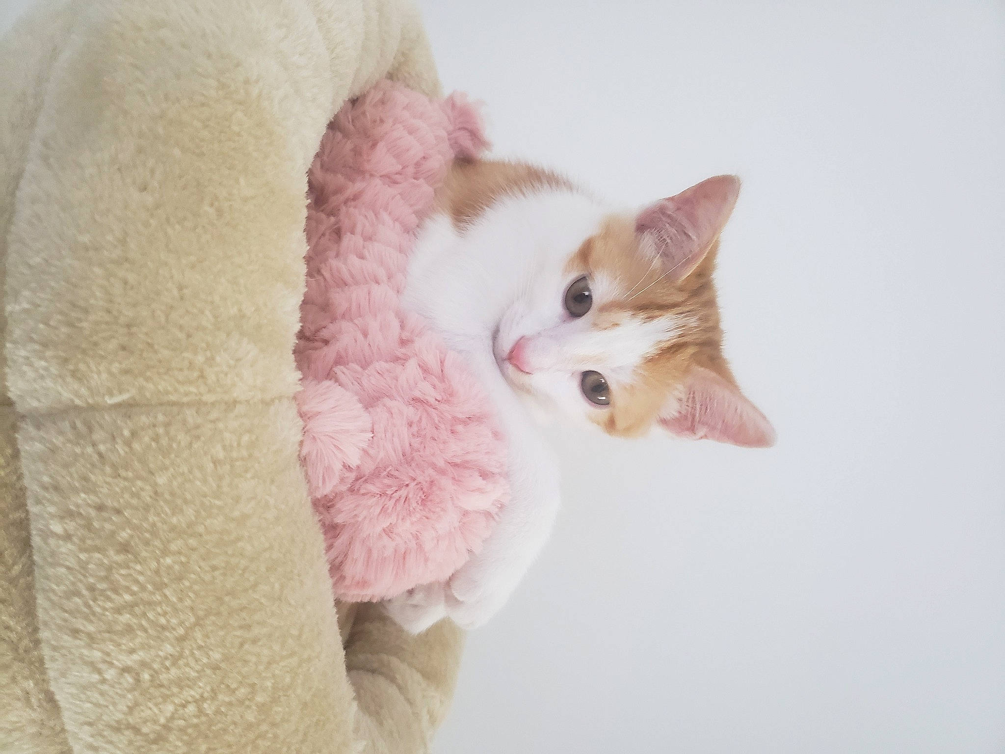 Guimauve participe au concours pour gagner de l'argent avec cette photo : carnivore, cat, comfort, domestic_short_haired_cat, ear, eyelash, fawn, felidae, fur, iris, magenta, neck, paw, pink, sleeve, small_to_medium_sized_cats, snout, tail, whiskers, window