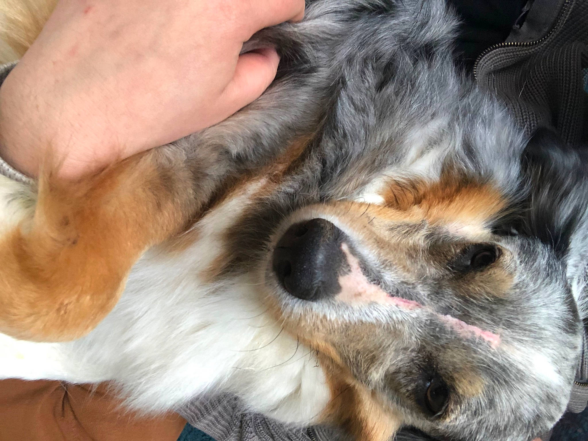 Sam a rejoint le concours — aidez-le/la à gagner de superbes lots ! canidae, carnivore, claw, companion_dog, dog, dog_breed, ear, fawn, fur, liver, paw, puppy, puppy_love, sporting_group, terrestrial_animal, toy_dog, whiskers, working_animal, working_dog