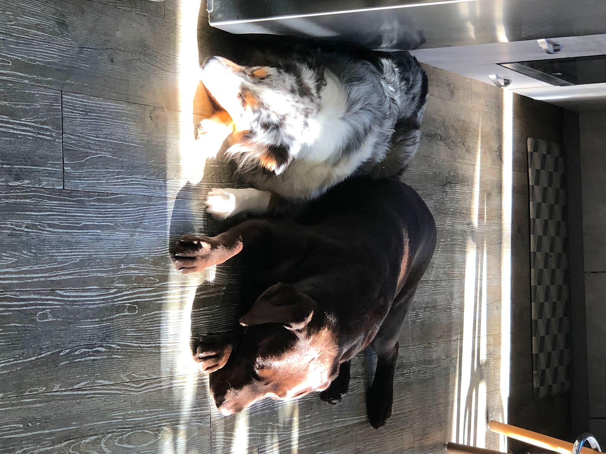 Sam a rejoint le concours — aidez-le/la à gagner de superbes lots ! animal_shelter, canidae, carnivore, companion_dog, dog_breed, domestic_short_haired_cat, felidae, fur, gas, guard_dog, machine, paw, reflection, small_to_medium_sized_cats, snout, sporting_group, tail, water, whiskers, wood